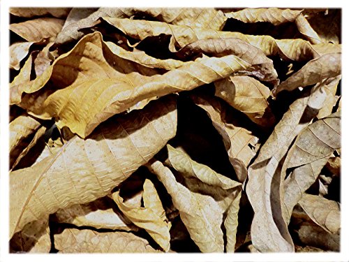 Walnussblätter 20 Stück Walnussblätter 20 Stück von Aquarium Rio