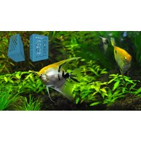 Aquarium Pflanzbox Pflanzkorb Box Mangroven Bambus Schilf Mit Halter - Meerwasser Süßwasser Zum Einhängen Wasserpflanzen Variable Höhe von AquariumDream