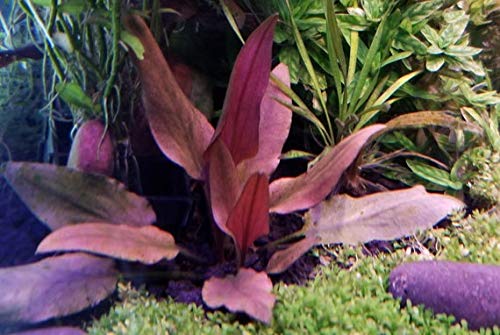 Cryptocoryne beckettii "Petchii Pink" (Rare) - 1 Bund von Aquarium Plants Factory