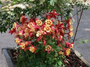 Langspornige Akelei 'Earlybird Red Yellow', Aquilegia caerulea 'Earlybird Red Yellow', Topfware von Aquilegia caerulea 'Earlybird Red Yellow'