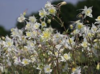 Langspornige Akelei 'Kristall', Aquilegia caerulea 'Kristall', Topfware von Aquilegia caerulea 'Kristall'