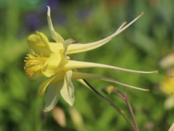 Langspornige Beet-Akelei 'Maxistar', Aquilegia caerulea 'Maxistar', Topfware von Aquilegia caerulea 'Maxistar'