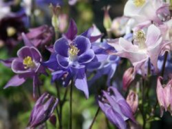 Langspornige Akelei 'McKana', Aquilegia caerulea 'McKana', Topfware von Aquilegia caerulea 'McKana'
