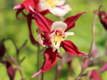 Langspornige Akelei 'Red Hobbit', Aquilegia caerulea 'Red Hobbit', Topfware von Aquilegia caerulea 'Red Hobbit'