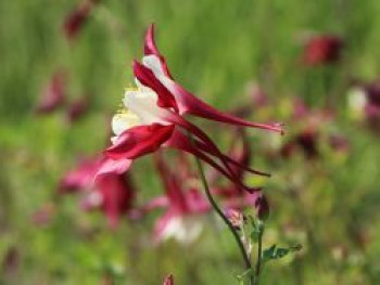 Langspornige Akelei 'Rotstern' / 'Crimson Star', Aquilegia caerulea 'Rotstern' / 'Crimson Star', Topfware von Aquilegia caerulea 'Rotstern' / 'Crimson Star'