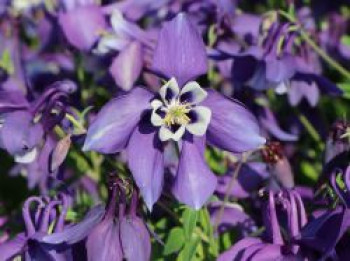 Langspornige Akelei SPRING MAGIC ® 'Blue & White', Aquilegia caerulea SPRING MAGIC ® 'Blue & White', Topfware von Aquilegia caerulea SPRING MAGIC ® 'Blue & White'