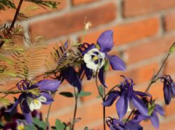 Langspornige Akelei Spring Magic ® 'Navy & White', Aquilegia caerulea Spring Magic ® 'Navy & White', Topfware XL von Aquilegia caerulea Spring Magic ® 'Navy & White'