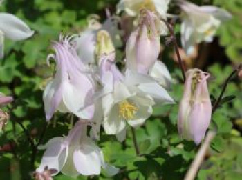 Langspornige Akelei Spring Magic ® 'White', Aquilegia caerulea Spring Magic ® 'White', Topfware XL von Aquilegia caerulea Spring Magic ® 'White'