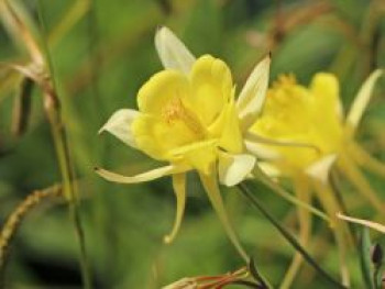 Langspornige Akelei 'Yellow Queen', Aquilegia chrysantha 'Yellow Queen', Topfware von Aquilegia chrysantha 'Yellow Queen'