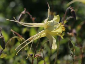 Langspornige Akelei, Aquilegia chrysantha, Topfware von Aquilegia chrysantha