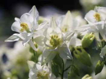 Kurzspornige Akelei 'Alba', Aquilegia vulgaris 'Alba', Topfware von Aquilegia vulgaris 'Alba'