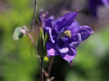 Kurzspornige Akelei, Aquilegia vulgaris, Topfware von Aquilegia vulgaris