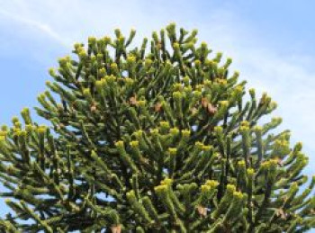 Chilenische Schmucktanne / Andentanne, 20-25 cm, Araucaria araucana, Containerware von Araucaria araucana