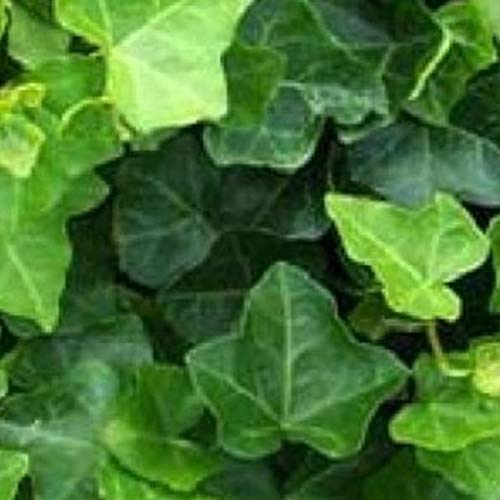 12 x Hedera Hibernica - Efeu Hibernica Pflanzcontainer 9cm x 9cm von Arborix, grüner und billiger!