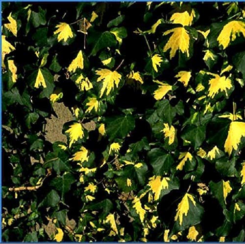 2 x Hedera Helix 'Goldheart' - Efeu 50-60 cm Pflanzcontainer von Arborix, grüner und billiger!