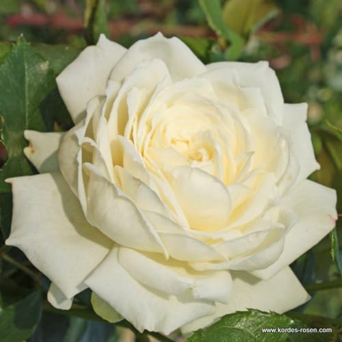 2 x Rose - Rosa 'Alaska' Topf 25-30 cm - Die perfekte Kletterrose für Ihren Garten von Arborix, grüner und billiger!