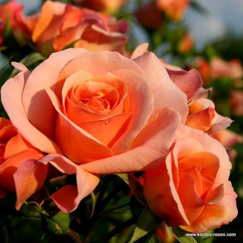 2 x Rose - Rosa 'Aprikola' Topf 25-30 cm - Die blühfreudige und duftende Rose aus der Serie Rigo von Kordes von Arborix, grüner und billiger!