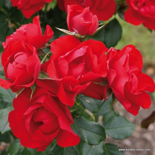 2 x Rose - Rosa 'Black Forest' Topf 25-30 cm - ie blühfreudige und kompakte Kirschrote Rose aus der Serie Ohne Zwang von Arborix, grüner und billiger!