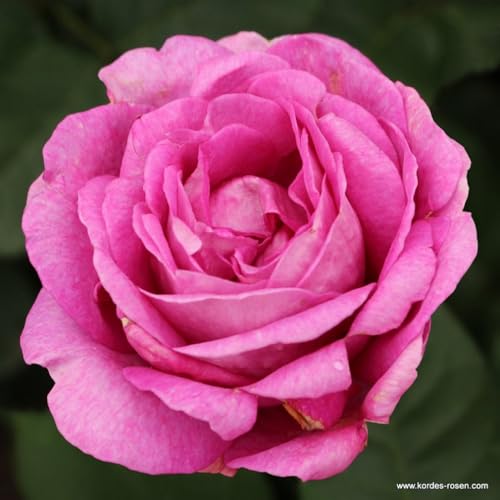 2 x Rose - Rosa 'Carmen Wurth' Topf 25-30 cm - Eine Neuheit aus der Parfuma-Kollektion von Kordes von Arborix, grüner und billiger!