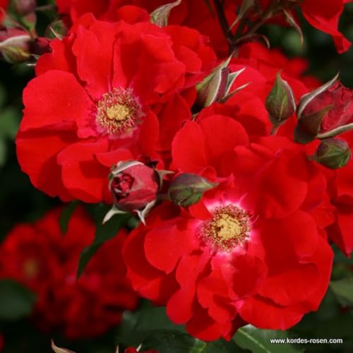 2 x Rose - Rosa 'Roter Korsar' Topf 25-30 cm - Eine Robuste Rose in Leidenschaftlichem Rot. von Arborix, grüner und billiger!