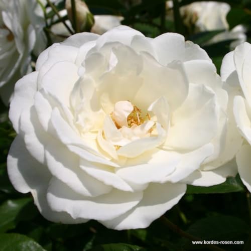 2 x Rose - Rosa 'Schneewittchen' Topf 25-30 cm von Arborix, grüner und billiger!