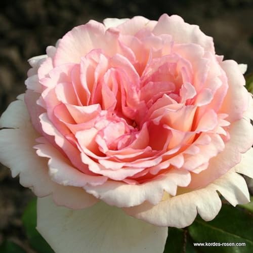 2 x Rose - Rosa 'Souvenir de Baden-Baden' Topf 25-30 cm - Eine duftende Schönheit mit cremefarbenen Blüten von Arborix, grüner und billiger!