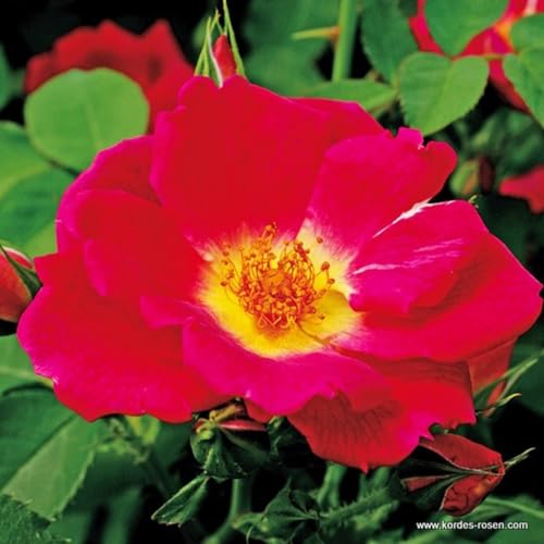 2 x Rose - Rosa 'Weg Der Sinne' Topf 25-30 cm - Eine wahre Blütenpracht in tiefem Purpur-Violett von Arborix, grüner und billiger!