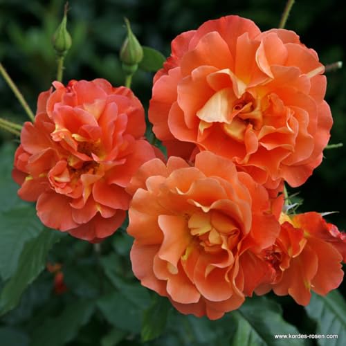2 x Rose - Rosa 'Westerland' Topf 25-30 cm - Eine Farbexplosion in Ihrem Garten von Arborix, grüner und billiger!