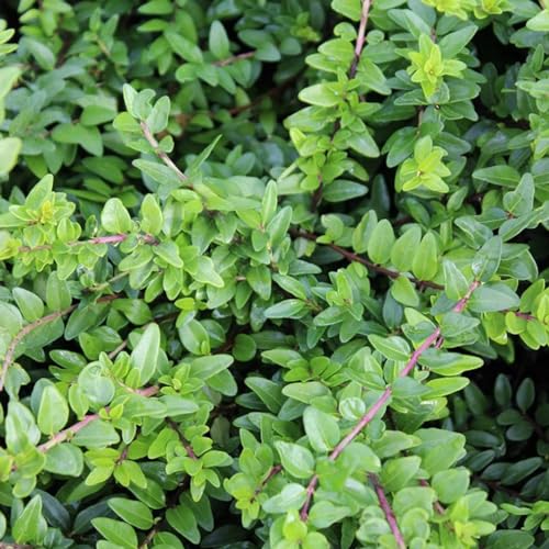 24 x Heckenmyrte 'Maigruen' - Lonicera nitida 'Maigruen' Topf 9x9cm, für 3m² : Eine kompakte und glänzend grüne Heckenmyrte für stilvolle Bodenbedeckung. von Arborix, grüner und billiger!