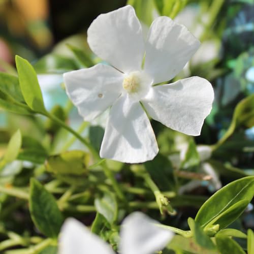 24 x Jungfernkraut Immergün 'Gertrude Jekyll' - Vinca minor 'Gertrude Jekyll' Topf 9x9cm, für 3m² : Ein winterhartes Immergrün mit bezaubernden weißen Blüten. von Arborix, grüner und billiger!