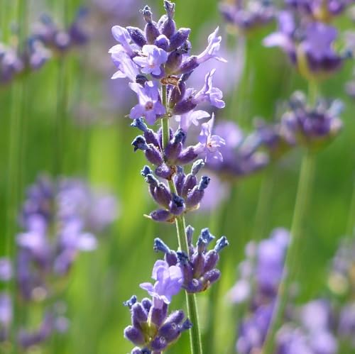 24 x Lavendel Dwarf Blue - Lavandula Angustifolia 'Dwarf Blue' Topf 9x9cm: Kompakte Lavendelsorte mit blauen Blüten. von Arborix, grüner und billiger!