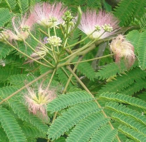 3 Albizia Julibrissin Rosea- Seidenbaum, Schlafbaum 'Rosea' 40-50 cm im Container - Die Eleganz des Seidenbaums 'Rosea' von Arborix, grüner und billiger!
