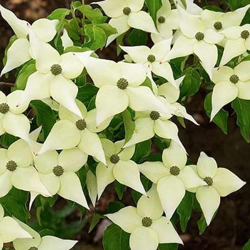 3 x Cornus Kousa Chinensis- Chinesischer Blumenhartriegel 'Chinensis' 50-60 cm im Container - Silberwinde, Blütenglanz von Arborix, grüner und billiger!