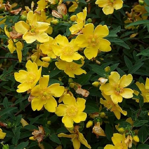 3 x Hypericum 'Hidcote' - Großblumiges Johanniskraut 'Hidcote' 25-30 cm im Container - Die Exklusivität einer üppigen und großzügigen Blüte. von Arborix, grüner und billiger!