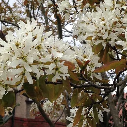 3 x Kupfer-Felsenbirne - Amelanchier Lamarckii 60-80 cm im Container - Die Eleganz des Juni-Baums von Sudsty