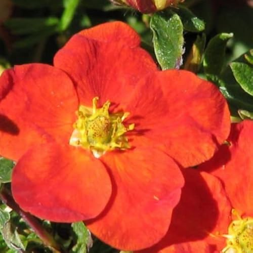 3 x Potentilla Fruticosa 'Red Ace'- Strauch-Fingerkraut 'Red Ace' 20-25 cm im Container von Arborix, grüner und billiger!