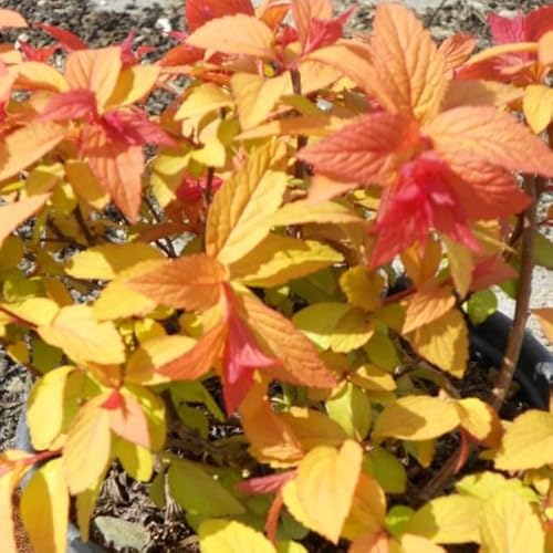 3 x Spiraea Japonica 'Goldflame' - Sommerspiere 'Goldflame' 20-25 cm im Container - Goldener Glanz im Garten von Arborix, grüner und billiger!