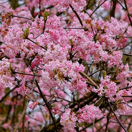 3 x Viburnum Bodnantense 'Dawn'- Winterschneeball 'Dawn' 60-80 cm im Container von Arborix, grüner und billiger!