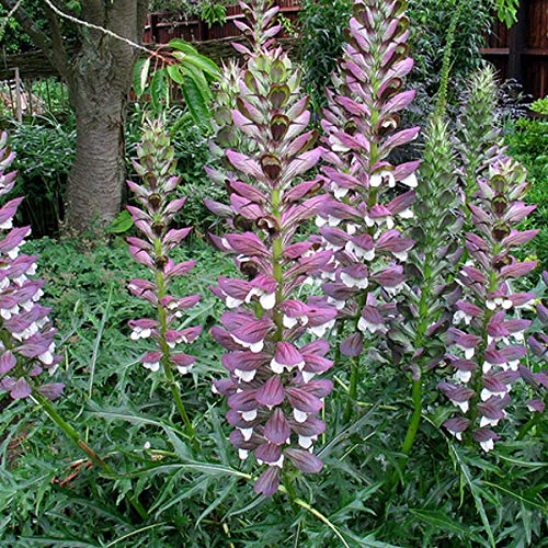 6 x Stacheliger Bärenklau - Acanthus Spinosus Topf 9x9cm: Stachelige Blätter und eindrucksvolle Blüten. von Arborix, grüner und billiger!