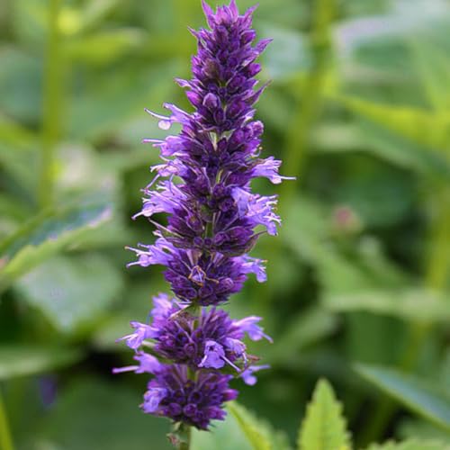 6 x Anis Duftnessel - Agastache Foeniculum Topf 9x9cm: Anisduft und hübsche Blüten. von Arborix, grüner und billiger!