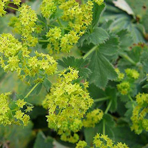 6 x Großblättriger Frauenmantel - Alchemilla Mollis Topf 9x9cm: Große Blätter, tolle Wirkung im Beet. von Arborix, grüner und billiger!