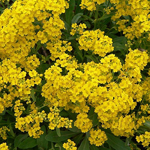 6 x Steinkraut 'Berggold' - Alyssum Montanum 'Berggold' Topf 9x9cm: Gelber Bodendecker mit goldener Ausstrahlung. von Arborix, grüner und billiger!