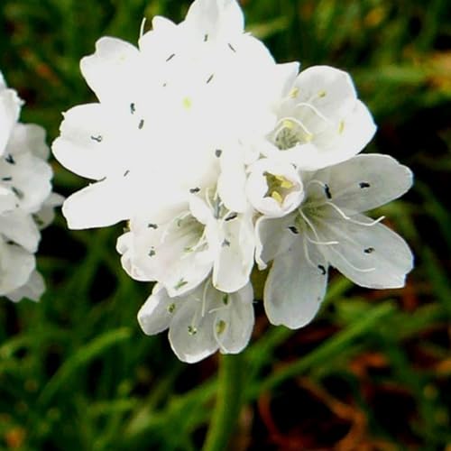 6 x Weiße Grasnelke 'Alba' - Armeria Maritima 'Alba' Topf 9x9cm: Weiße Blüten und grasähnliches Laub. Gut für sonnige Standorte und als Bodendecker. von Arborix, grüner und billiger!