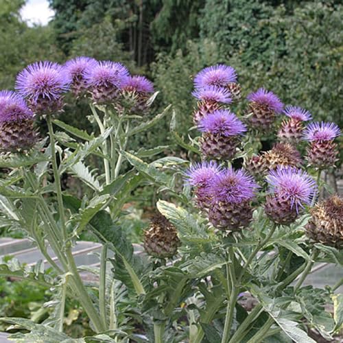 6 x Artischocke - Cynara Cardunculus Topf 9x9cm: Große, essbare Knospen, ideal für Gemüsegärten und mediterrane Gerichte. von Arborix, grüner und billiger!