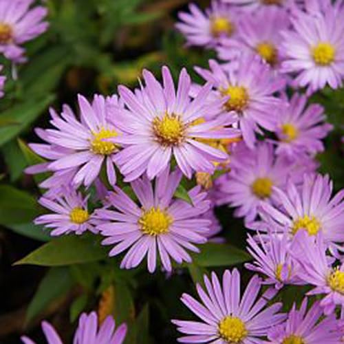 6 x Kissen Aster 'Anneke' - Aster Dumosus 'Anneke' Topf 9x9cm: Rosa-lila Blüten, kompakter Wuchs, ideal für Beete und Steingärten. Lange Blütezeit, Bienen- und Schmetterlingsmagnet. von Arborix, grüner und billiger!