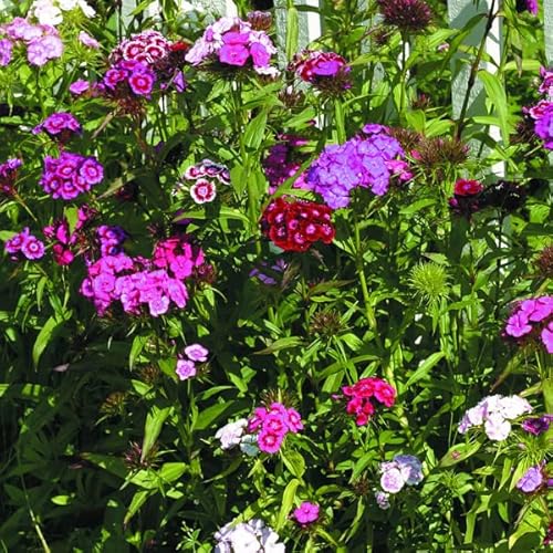 6 x Bartnelke Flieder 'Indianer Teppich' - Dianthus Barbatus 'Indianer Teppich' Topf 9x9cm: Duftende, lila Blüten, perfekt für Bauerngärten und duftende Beete. von Arborix, grüner und billiger!