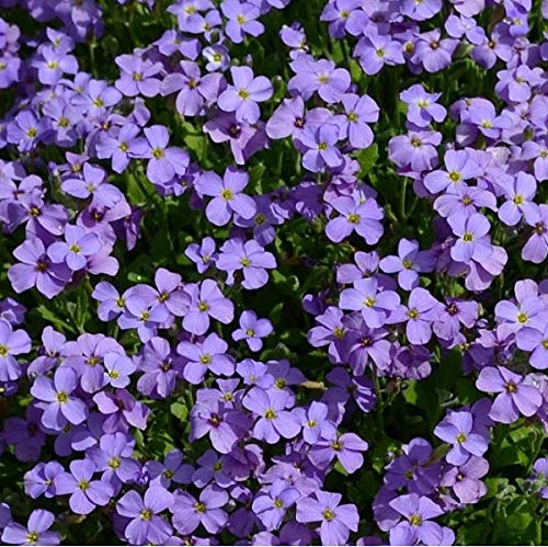 6 x Blaukissen 'Cascade Blue' - Aubrieta 'Cascade Blue' Topf 9x9cm: Blaue Polsterblumen, bodendeckend, felsige Bereiche. von Arborix, grüner und billiger!