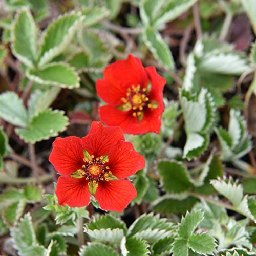 6 x Blutrotblühendes Fingerkraut - Potentilla Atrosanguinea Topf 9x9cm: Rote Akzente für sonnige Beete von Arborix, grüner und billiger!