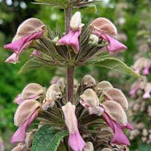 6 x Brandkraut - Phlomis Samia Topf 9x9cm: Attraktive Staude für mediterrane Gärten von Arborix, grüner und billiger!