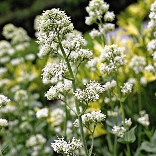 6 x Weißblühende Spornblume - Centranthus Ruber 'Albus' Topf 9x9cm: Weiße Blüten, trockenheitsresistent, für naturnahe Gärten. von Arborix, grüner und billiger!